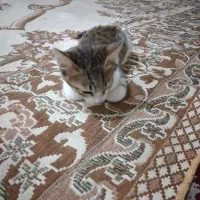 سرپرستی گربه رایگان