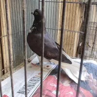 کبوتر فاره دم سفید وانگلیسی وچندتا غریب گیری بلندی