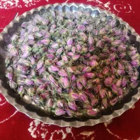 غنچه گل محمدی تازه