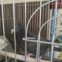 کفتر زاغ تو دم سفید وپلاکی