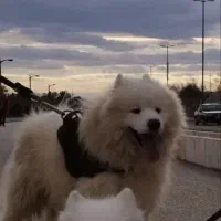 گمشده سگ ساموئید مژدگانی