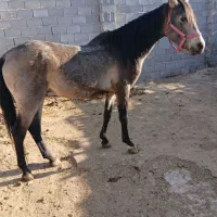 اسب نریون جوان