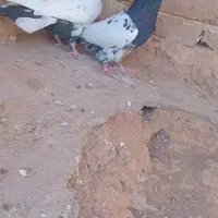 کفتر کله دم سیاه|پرنده|تربت جام, کشتارگاه|دیوار