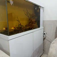 آکواریوم ۱ متری|ماهی|بانه, |دیوار