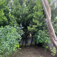 ۱۵عدد کاج پربار|گل و گیاه طبیعی|محمودآباد, |دیوار