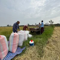طارم لوکس کشت پاییز|خوردنی و آشامیدنی|تهران, منیریه|دیوار