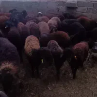 بره غزل افشار م