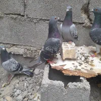 پلاکی|پرنده|بندر ماهشهر, |دیوار