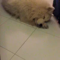 سامویید ماده فحل|سگ|کرج, فاز ۲ مهرشهر|دیوار