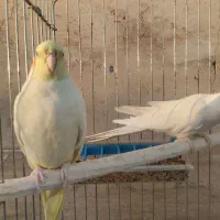 عروس هلندی خونگی، سالم و کاملاً رام|پرنده|باقرشهر, |دیوار