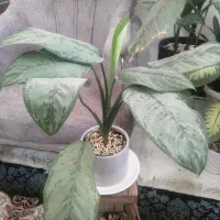 گل و گلدان|گل و گیاه طبیعی|شیراز, کوشک بیدک|دیوار