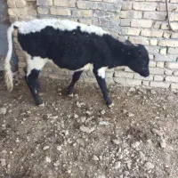 گوساله نر ۱۲۰کیلویی|حیوانات مزرعه|معصومیه, |دیوار