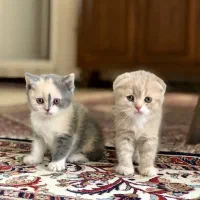 گربه اسکاتیش و بریتیش