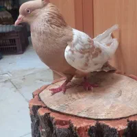کفتر سینه ای زرد ماده