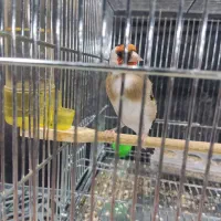 سهره نر سه ساله. جفتی قناری|پرنده|شهرکرد, |دیوار