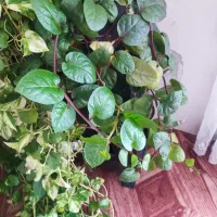 انواع گل|گل و گیاه طبیعی|فولادشهر, B2|دیوار