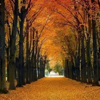 زمین هکتاری با سند