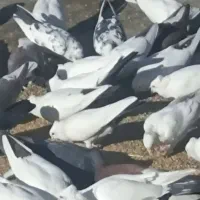 کبوترنقشی|پرنده|اصفهان, قلعه جوم|دیوار