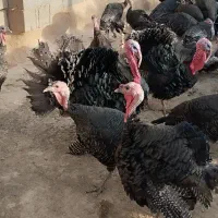 بوقلمون