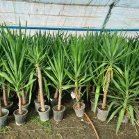 گلخانه در رضاشهر|گل و گیاه طبیعی|مشهد, رضاشهر|دیوار