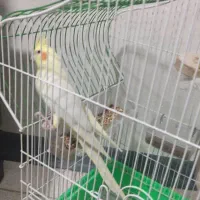 عروس هلندی|پرنده|الوند, |دیوار