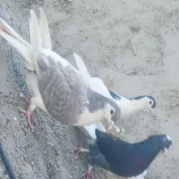 سه عدد کبوتر