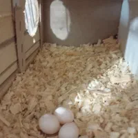 فروش|پرنده|فردیس, شهرک شهید حسینی|دیوار