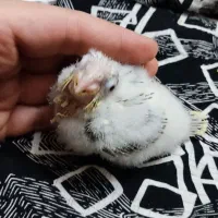 گرینچک جوجه سرلاکی