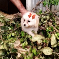 توله سگ شیتزو تریر