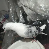 کبوتر|پرنده|مشهد, تلگرد|دیوار