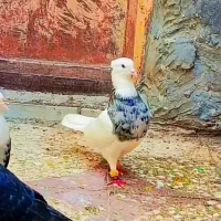 کبوتر طوقی نر عتیقه برای فروش