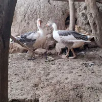 فروش مرغ محلی