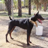 سگ ماده نگهبان اموزش دیده|سگ|مرودشت, رامجرد یک|دیوار