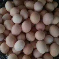 تخم مرغ نطفه دار