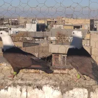 کبوتر کله سفید