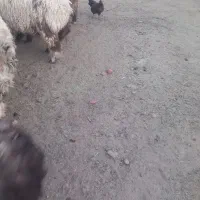 ۲۰ عددبره نر جفتی۱۱۰ کیلو قیمت۳۵۵