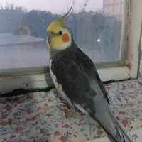 کاکلی من گم شده