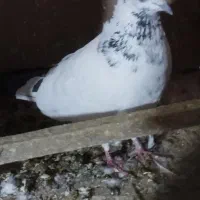 کبوتر غریب|حیوانات|خمام, |دیوار