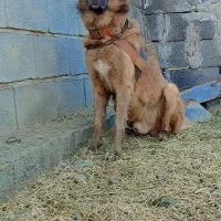 سگ اصیل