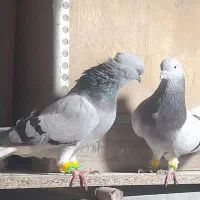 کبوتر دم سفید درجه عتیقه