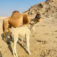 شتر|حیوانات مزرعه|قشم, |دیوار