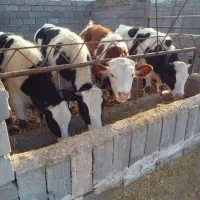 فروش گوساله های پرواری دورگ وگیلکی|حیوانات مزرعه|گمیشان, |دیوار