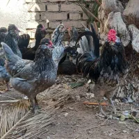 تخم گلین ریشو|حیوانات مزرعه|اهواز, اسلام آباد غربی|دیوار