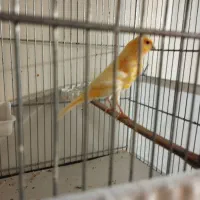 قناری پرتغالی نر|پرنده|تهران, جیحون|دیوار