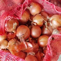 پیاز عالی ریز خوش رنگ خوش قالب درجه یک