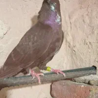 کبوتر