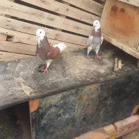 کبوتر آبلاغ