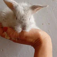 بچه خرگوش نیم لوپ