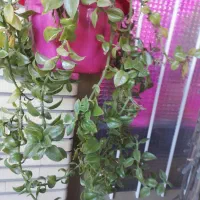 گل وگیاه|گل و گیاه طبیعی|سیرجان, |دیوار