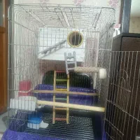 قفسه عروس هلندی